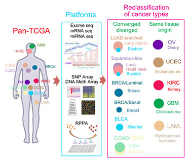 Cancer study reveals powerful new system for classifying tumors