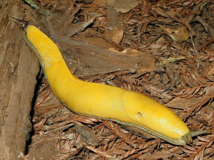 How to sequence a banana slug genome Santa Cruz Tech Beat