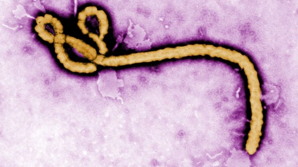 Round-the-clock work on new Ebola genome browser
