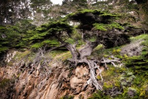 Old Veteran Tree on the Hillside (photo credit, Marty Cohen)