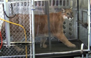 Captive mountain lions were trained to walk and run on a treadmill so researchers could measure oxygen consumption at different activity levels. (Photo courtesy of Nancy Howard, Colorado Parks & Wildlife)