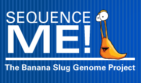 How to sequence a banana slug genome