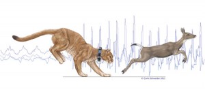 In the background of this illustration are typical SMART collar accelerometer traces for walking and then running, while the foreground shows a collared puma chasing a black-tailed deer. (Image by Corlis Schneider)