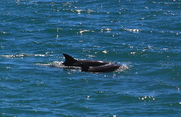 These are the dolphins we saw on our first day in Santa Cruz. Credit: Maciek Smuga-Otto)