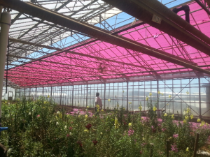 Soli Culture’s greenhouse panels not only generate power but also benefit plants. (courtesy of Glenn Alers)