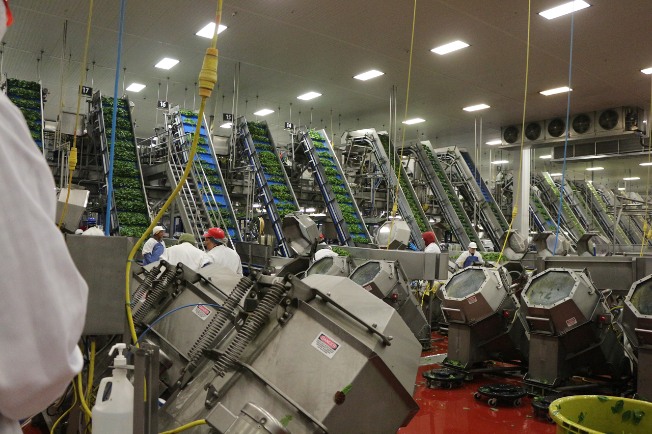 Forbes AgTech Summit participants could elect to go on an afternoon field trip the first day. At Taylor Farms in Salinas, more than 50 people suited up to watch the high-tech process of freshly harvested organic spinach get triple washed, spin rinsed, conveyed by robotics into consumer packaging and placement into cartons. (Credit: Jan Janes Media)