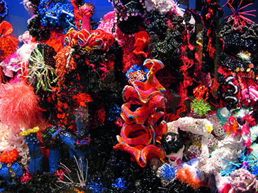 What’s the connection? Coral reefs, crochet, hyperbolic geometry