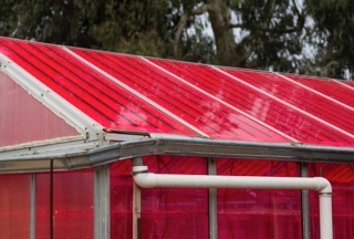 Solar greenhouses generate electricity and grow crops at the same time