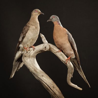 Passenger pigeon genome shows effects of natural selection in a huge population