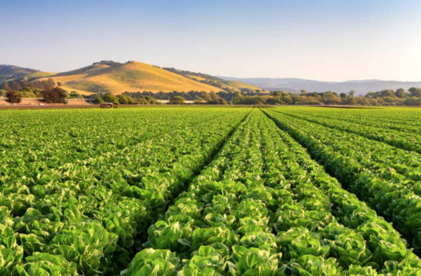 How Salinas went from salad bowl of the world to global agtech hub