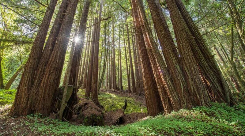 Redwood grove