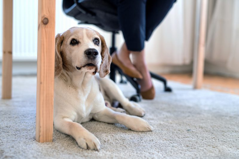 Dog sitting under table while person works above