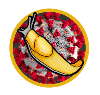 UCSC slug mascot in front of a covid 19 virus