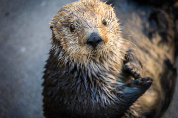 Genome of beloved sea otter Gidget now available for browsing