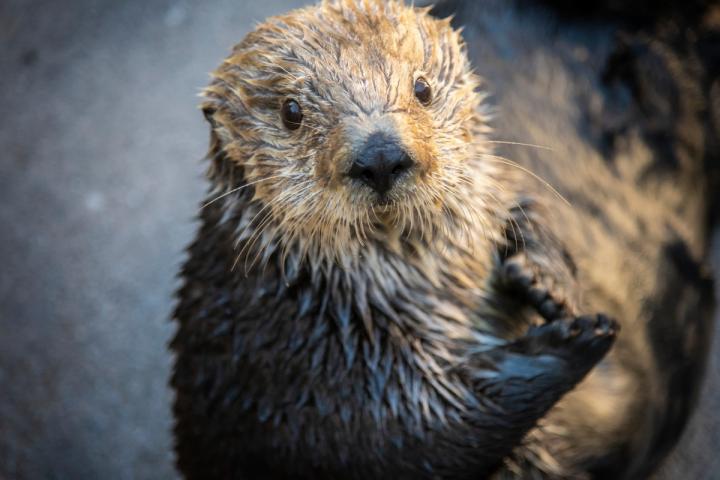 Gidget the otter