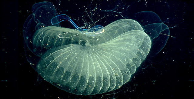 Close up view of a "giant larvacean" (blue tadpole-like animal) and its "inner house" (a mucus filter that the animal uses to collect food)