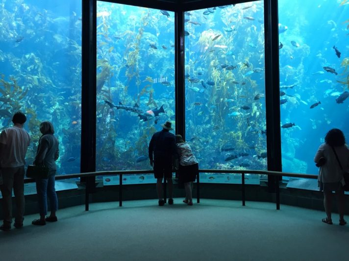 Monterey Bay Aquarium to reopen for visitors in July