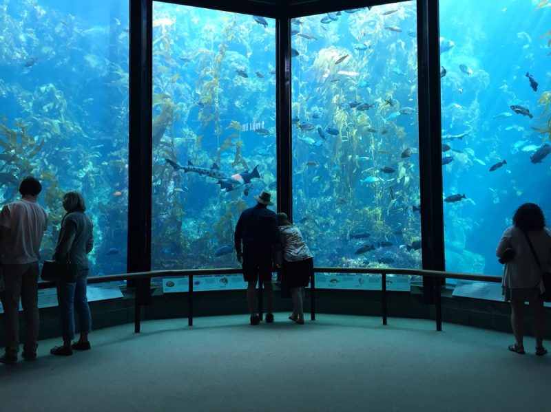 groups of people standing apart in front of the Kelp Forest at the Monterey Bay Aquarium