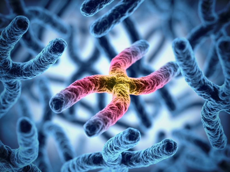 image of x chromosome