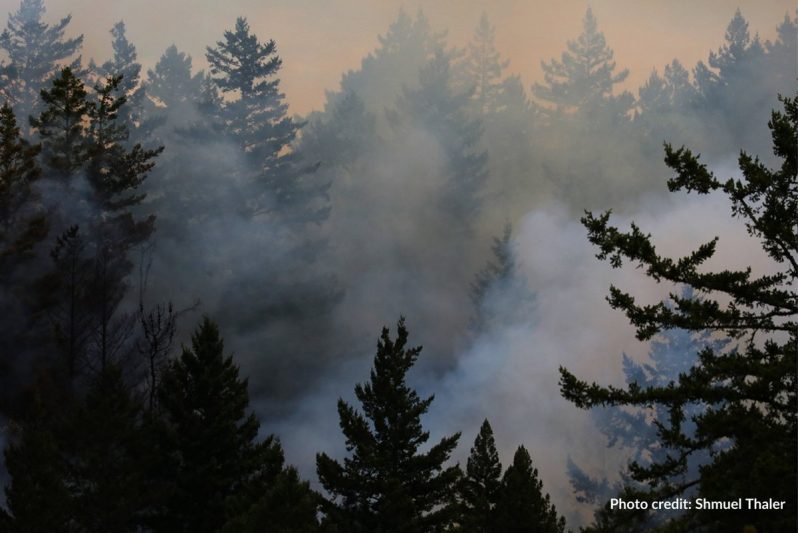 Community Foundation Launches Fire Response Fund