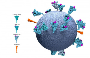 UCSC scientists discuss how the mRNA vaccine works