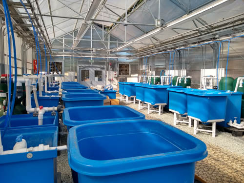 Grant funding will advance aquaculture research in UCSC’s new state-of-the-art facility